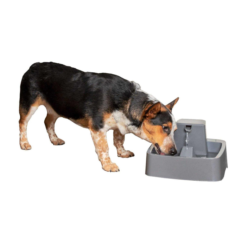 1 Gallon Pet Fountain Y6241