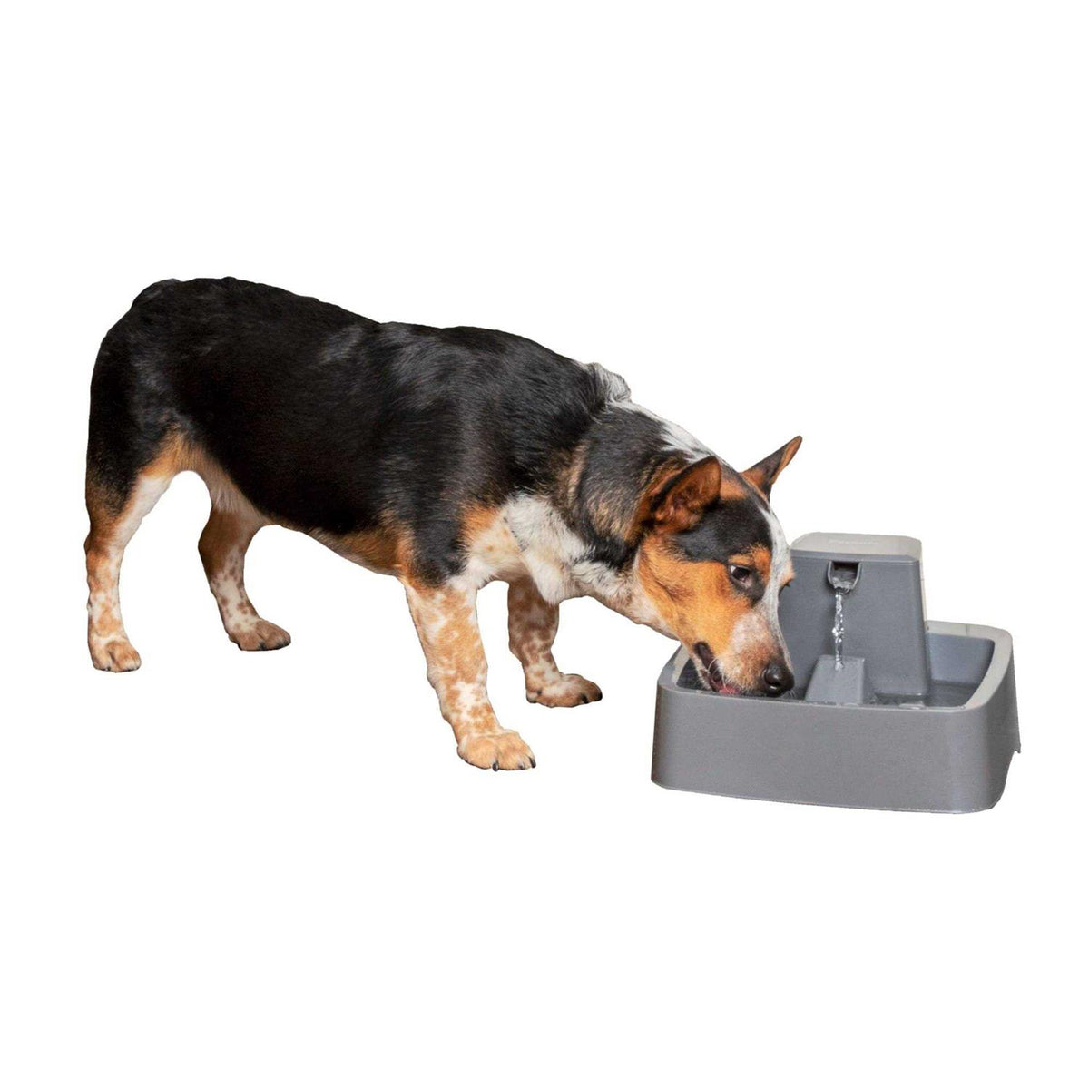 1 Gallon Pet Fountain Y6241