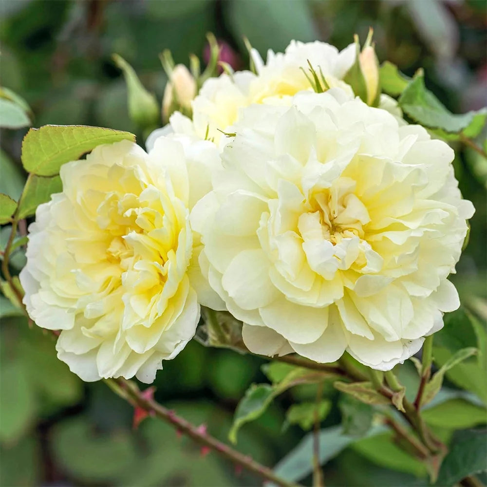 One Gallon David Austin Rose X6239