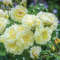 One Gallon David Austin Rose X6239